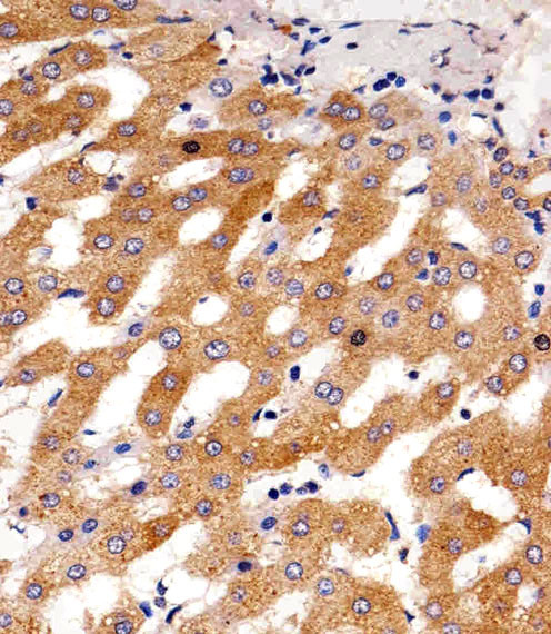 PAH Antibody in Immunohistochemistry (Paraffin) (IHC (P))