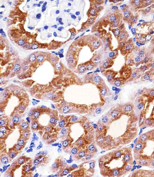 PAH Antibody in Immunohistochemistry (Paraffin) (IHC (P))