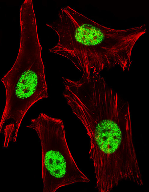 PPAR alpha Antibody in Immunocytochemistry (ICC/IF)