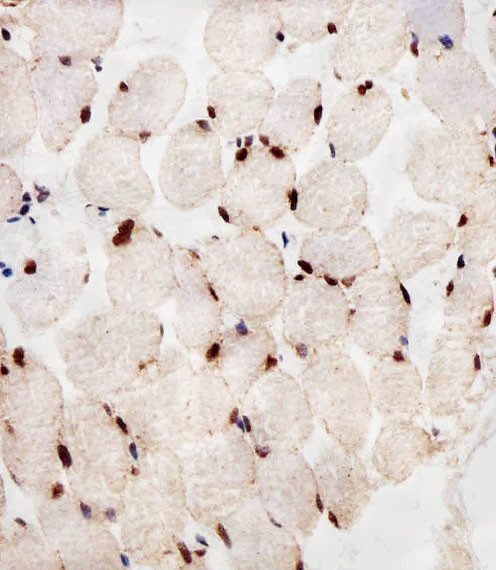 PPAR alpha Antibody in Immunohistochemistry (Paraffin) (IHC (P))