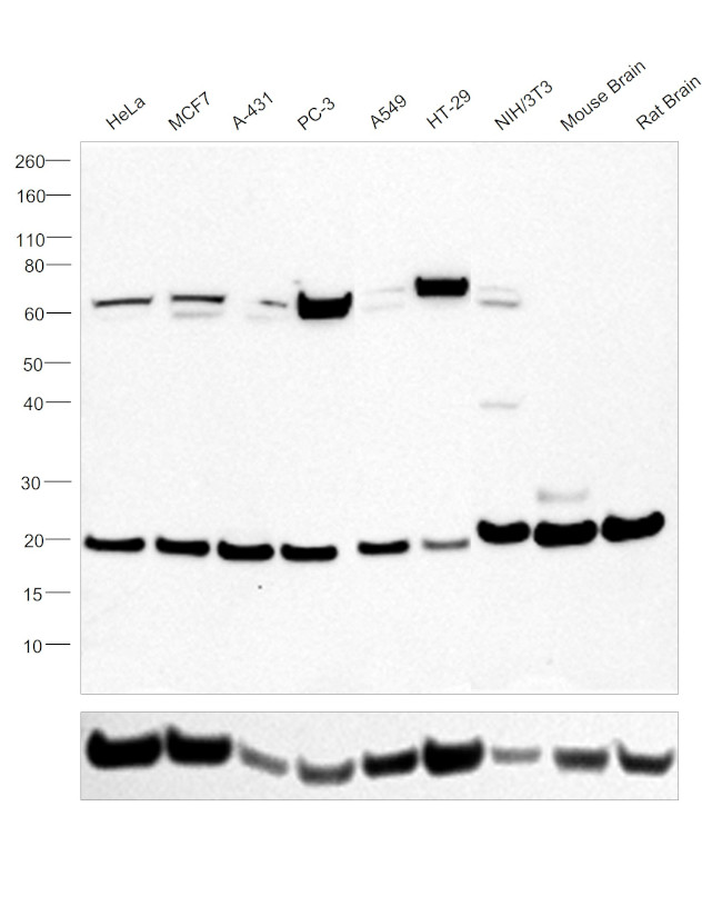 RAC1 Antibody in Western Blot (WB)