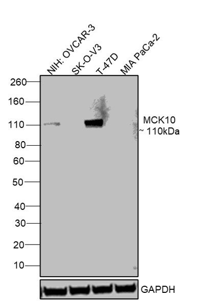 MCK10 Antibody