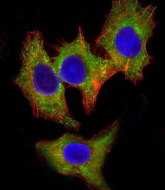 HCK Antibody in Immunocytochemistry (ICC/IF)