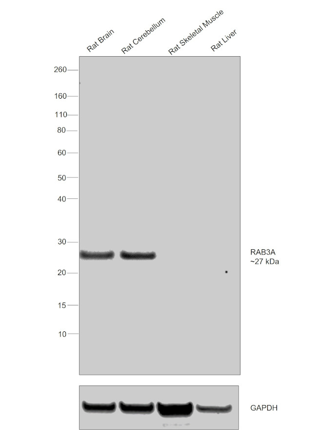 RAB3a Antibody