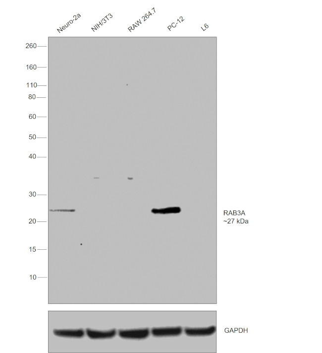 RAB3a Antibody in Western Blot (WB)