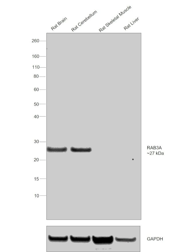 RAB3a Antibody in Western Blot (WB)