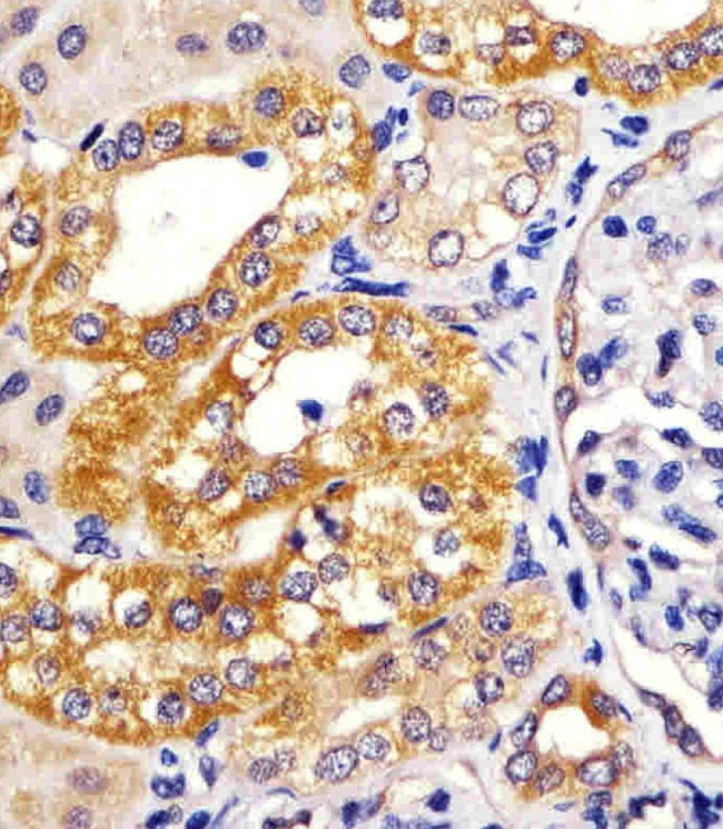 IRF3 Antibody in Immunohistochemistry (Paraffin) (IHC (P))