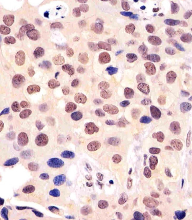 BANP Antibody in Immunohistochemistry (Paraffin) (IHC (P))