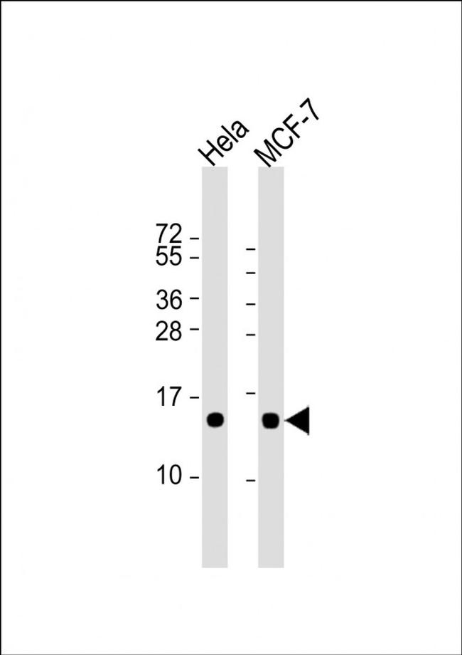 ISG15 Antibody in Western Blot (WB)