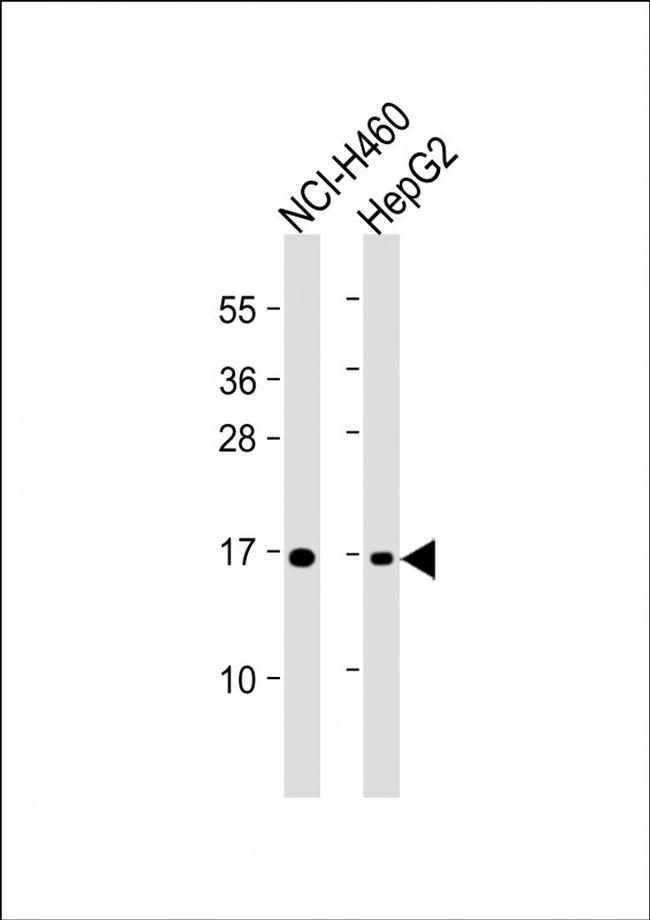 IFITM3 Antibody in Western Blot (WB)