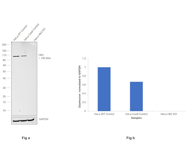 HK2 Antibody in Western Blot (WB)