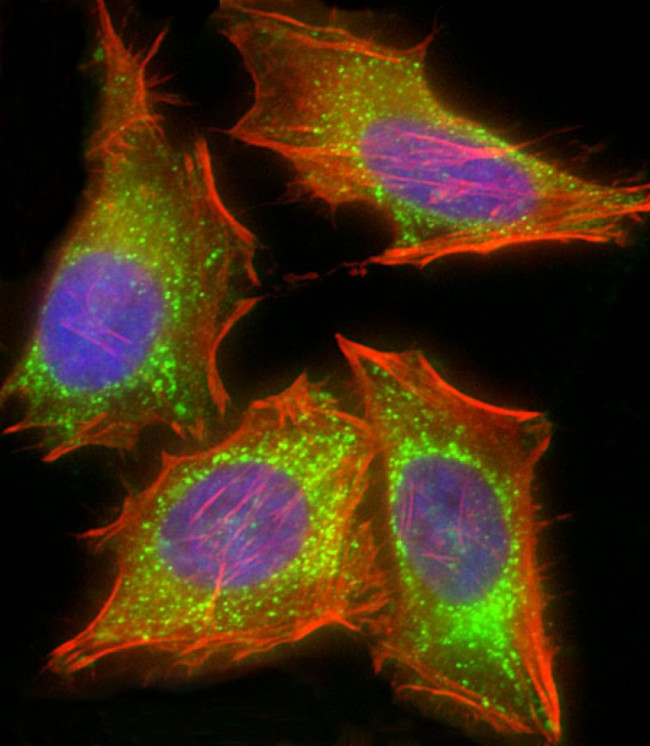 HIF1AN Antibody in Immunocytochemistry (ICC/IF)