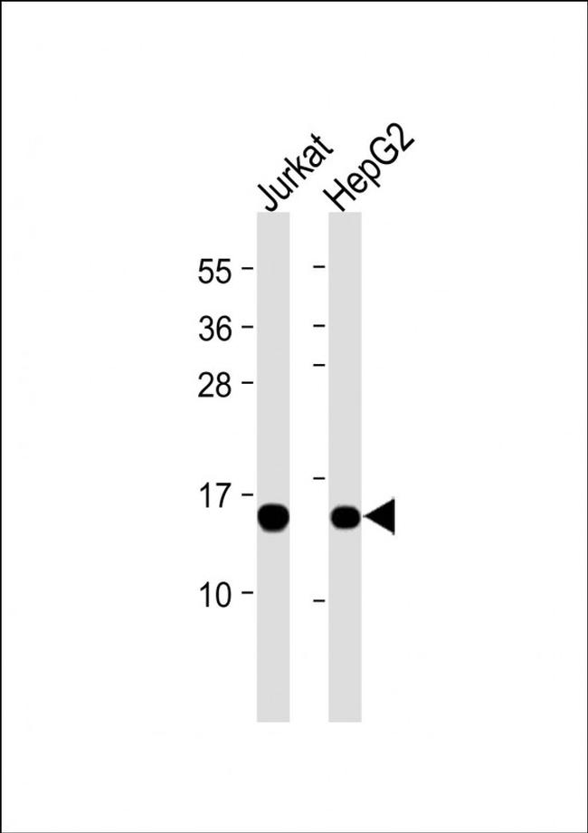 ROC1 Antibody in Western Blot (WB)