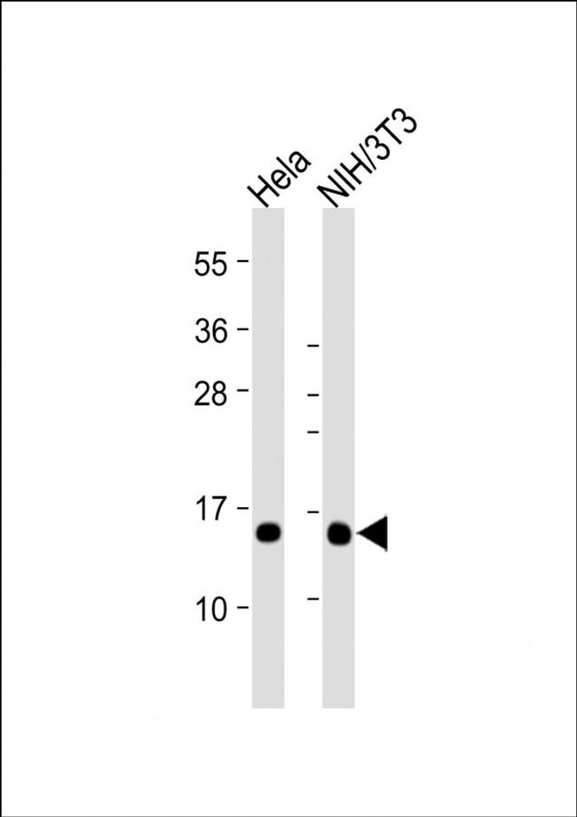 ROC1 Antibody in Western Blot (WB)