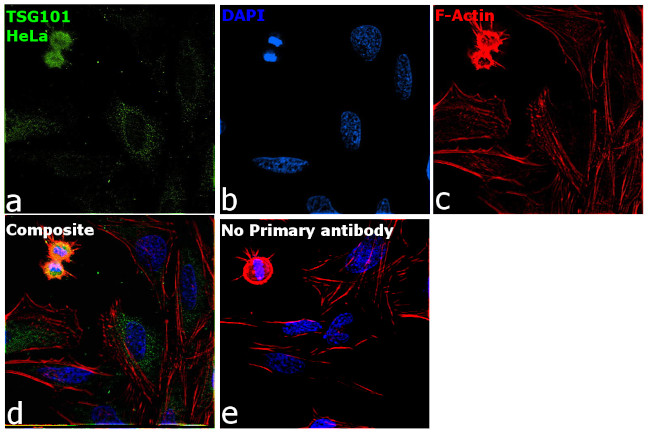 TSG101 Antibody in Immunocytochemistry (ICC/IF)