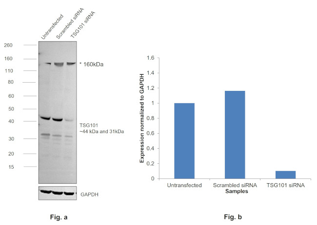 TSG101 Antibody in Western Blot (WB)