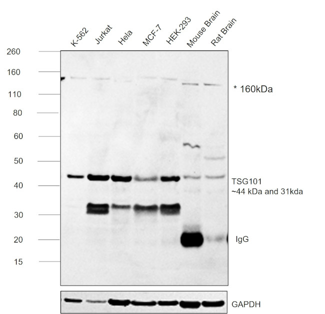 TSG101 Antibody in Western Blot (WB)