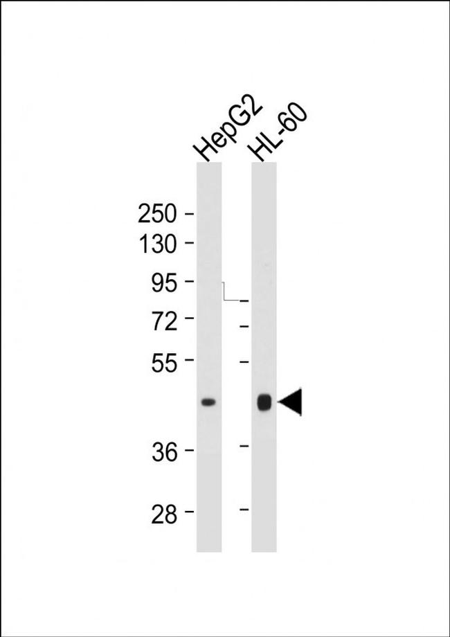 HLA-F Antibody in Western Blot (WB)