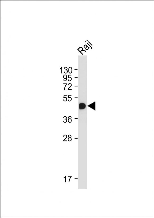 HLA-F Antibody in Western Blot (WB)