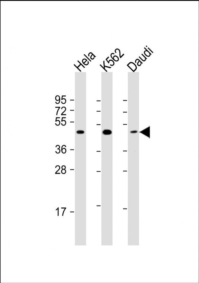 TIP47 Antibody in Western Blot (WB)