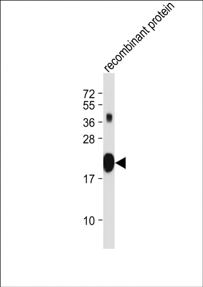 PNOC Antibody in Western Blot (WB)