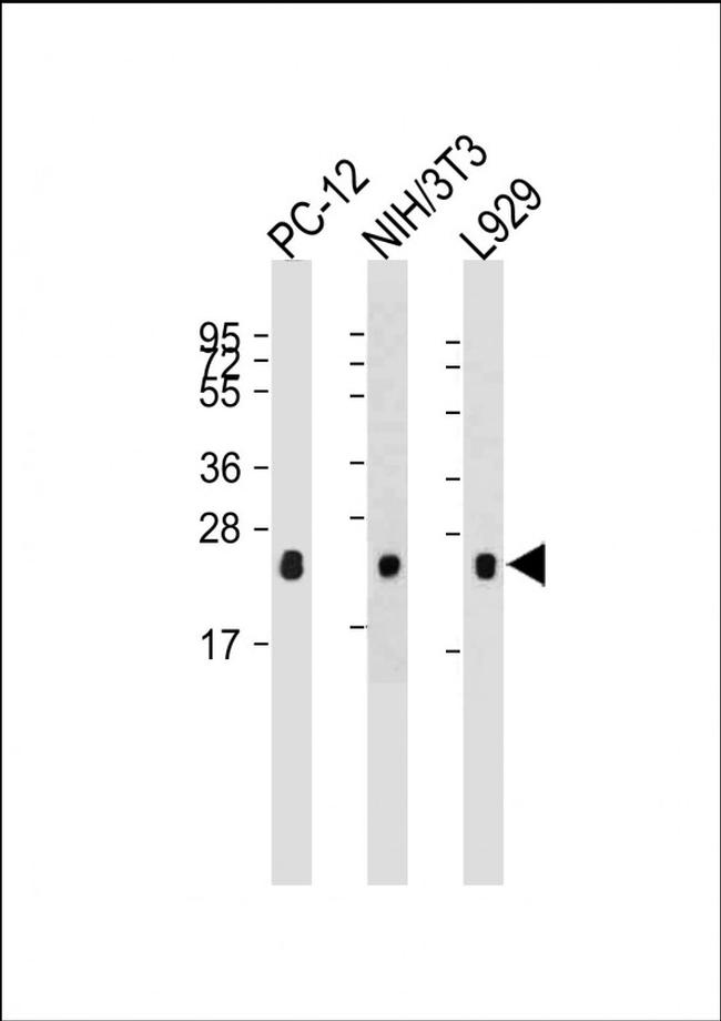 RhoA Antibody in Western Blot (WB)