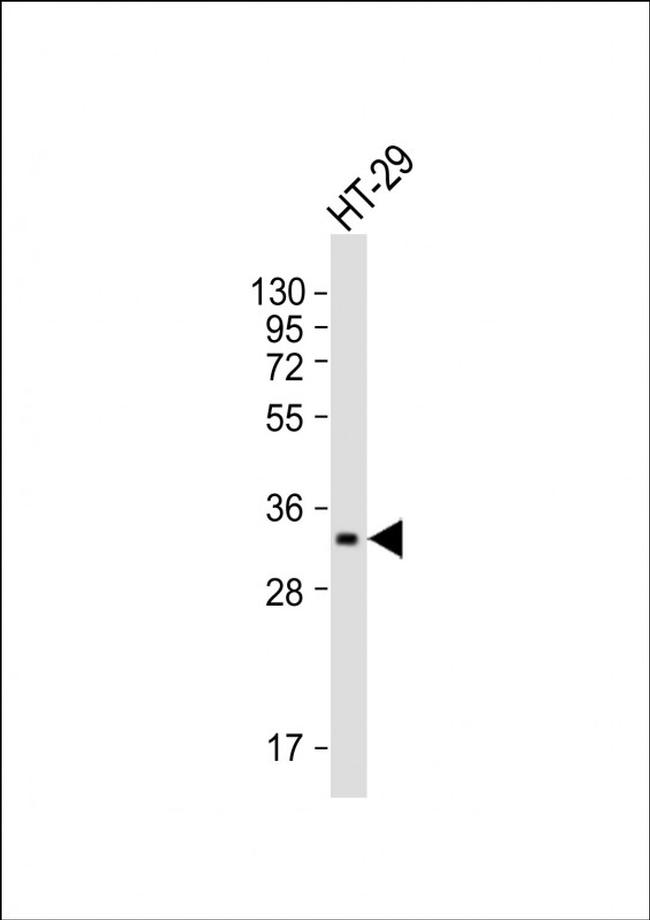 PENK Antibody in Western Blot (WB)