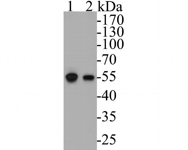 DFNA5 Antibody in Western Blot (WB)