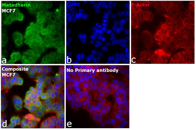 Metadherin Antibody in Immunocytochemistry (ICC/IF)