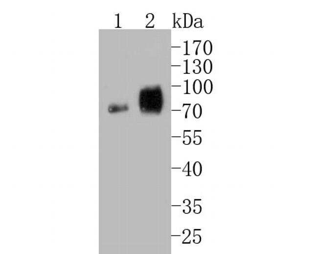 CEACAM6 Antibody in Western Blot (WB)