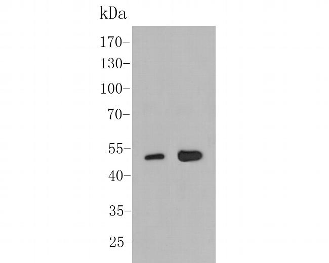 Aminoacylase Antibody in Western Blot (WB)