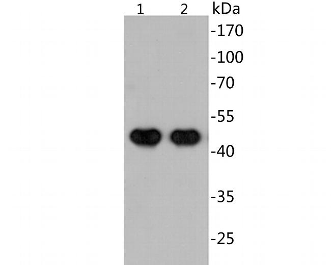 SARS-CoV-2 Nucleocapsid Antibody in Western Blot (WB)