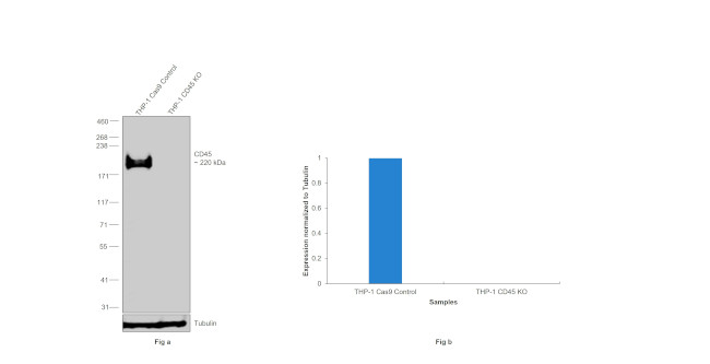 CD45 Antibody