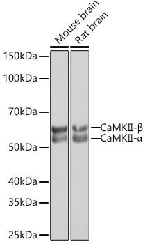 CaMKII Pan Antibody in Western Blot (WB)