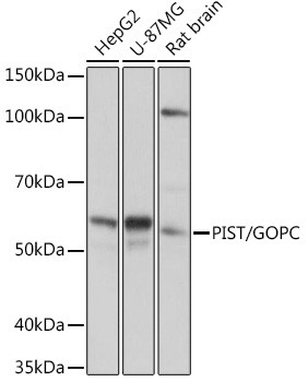 PIST Antibody in Western Blot (WB)