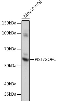 PIST Antibody in Western Blot (WB)