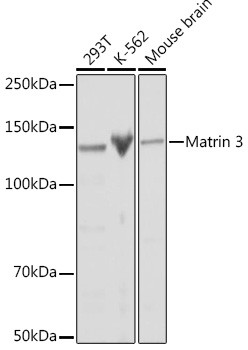 MATR3 Antibody in Western Blot (WB)