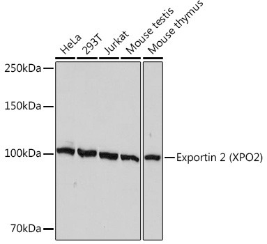 CAS Antibody in Western Blot (WB)