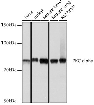 PKC alpha Antibody in Western Blot (WB)