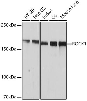 ROCK1 Antibody in Western Blot (WB)