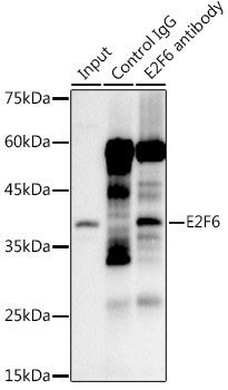 E2F6 Antibody in Immunoprecipitation (IP)