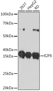 E2F6 Antibody in Western Blot (WB)