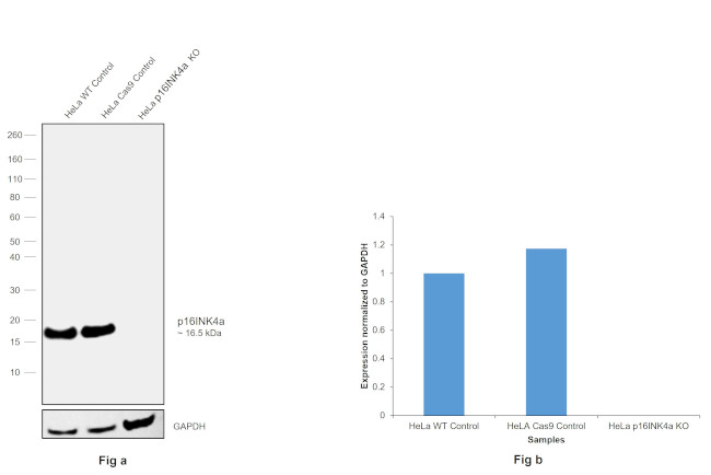 p16INK4a Antibody