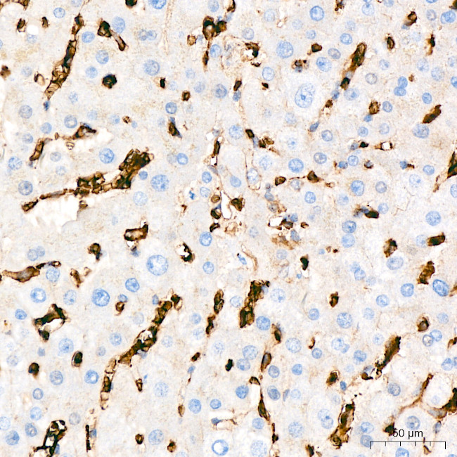 GLUT1 Antibody in Immunohistochemistry (Paraffin) (IHC (P))