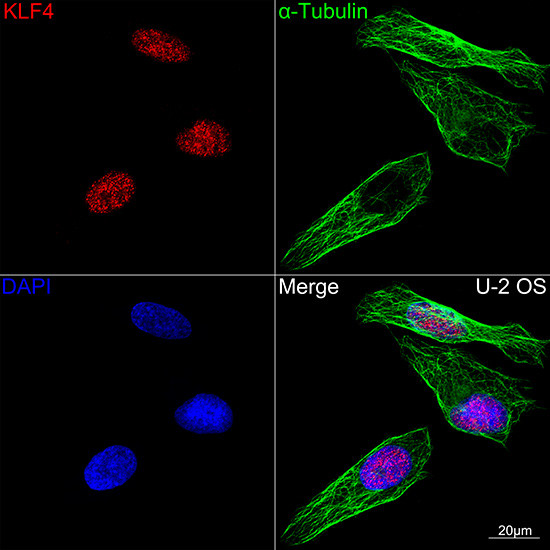 KLF4 Antibody in Immunocytochemistry (ICC/IF)