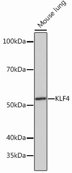 KLF4 Antibody in Western Blot (WB)