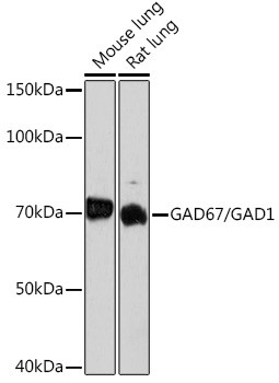 GAD67 Antibody in Western Blot (WB)