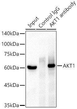 AKT1 Antibody in Immunoprecipitation (IP)