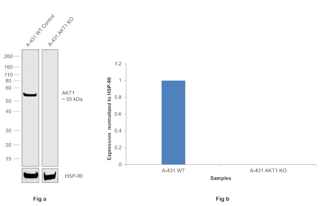 AKT1 Antibody in Western Blot (WB)