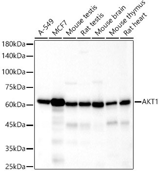 AKT1 Antibody in Western Blot (WB)